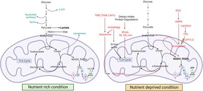 Targeting cancer-specific metabolic pathways for developing novel cancer therapeutics